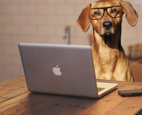 Hund mit Brille am Laptop